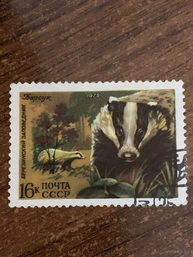 СССР 1975. Березинский заповедник. Барсук. Марка из серии