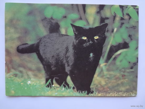 Календарик 1995 г.  Черный кот. (532).