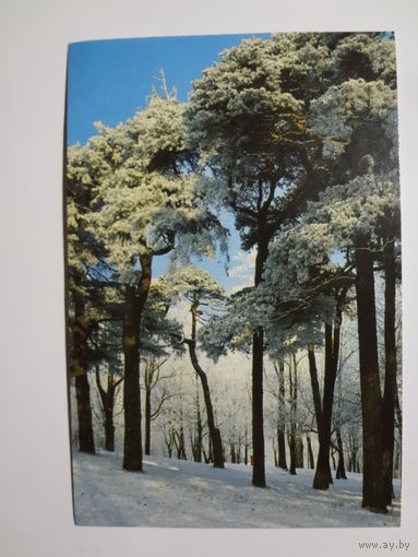 Календарик 1998 г. Зимний лес.