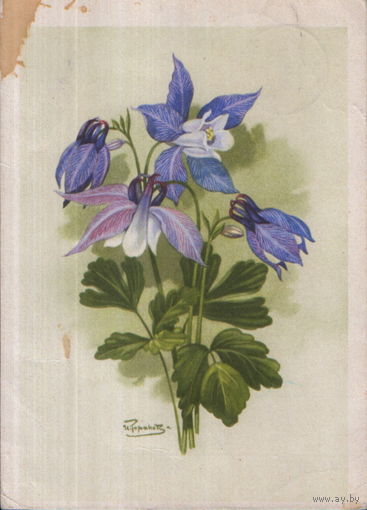 Подписанная открытка 1962г. "Орлик олимпийский или водосбор" худ. И. Романов