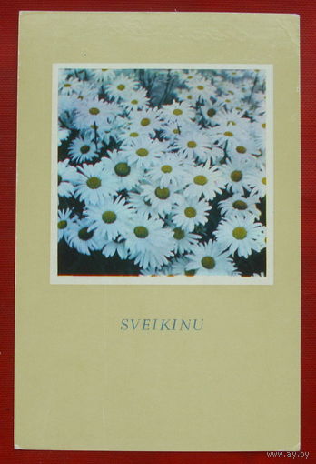 Поздравительная открытка. Подписанная. 1987 года. Фото Жижюнаса. " Минтис ". 300.
