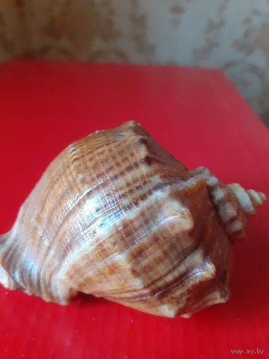 Ракушка морская