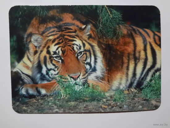 Календарик 1998 г. Нацыянальная эканамічная газета.