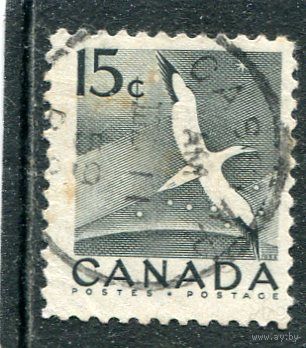 Канада. Стандарт. Фауна. Северная олуша