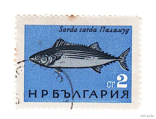 Болгария Рыба Пеламида