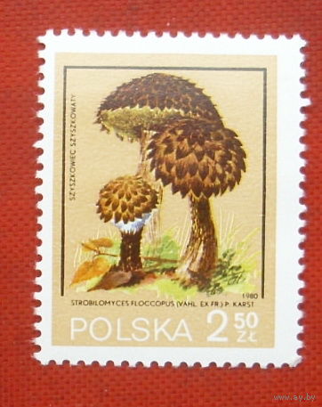 Польша. Грибы. ( 1 марка ) 1980 года. 8-15.