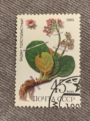СССР 1985. Бадан толстолистный. Марка из серии