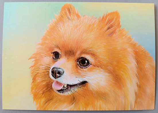 Померанский шпиц. Из серии "Домашние питомцы". Открытка, глянец