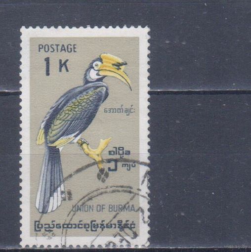 [1341] Бирма 1968. Фауна.Птица-носорог. Гашеная марка.