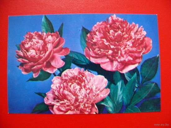 Круцко Б.(фото), Пионы, 1983, чистая.