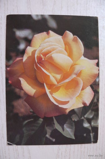Матанов Н., Роза, 1988, чистая.