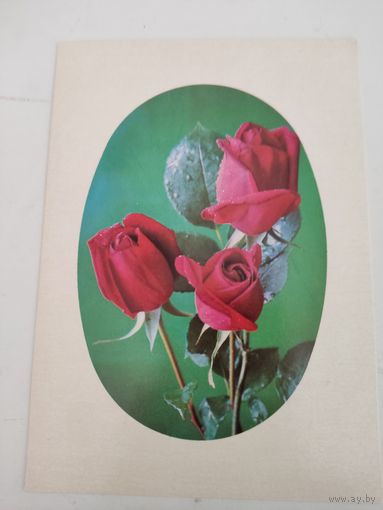 Чистая открытка с фото Г.Костенко, 1975г. цена за единицу