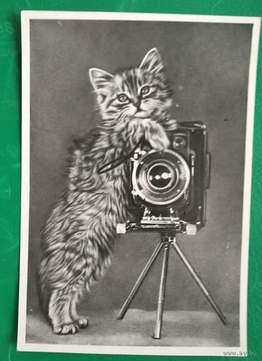Мишин С. Из серии "Котята" 1960-е. Чистая.