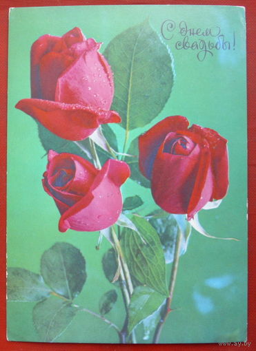 С днём свадьбы! Чистая. Костенко. 1977 года. 1506.