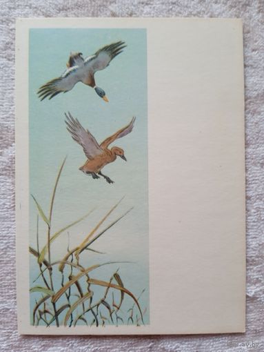 1954. Трофимов. Дикие утки