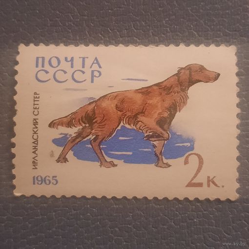 СССР 1965. Ирландский сеттер. Марка из серия