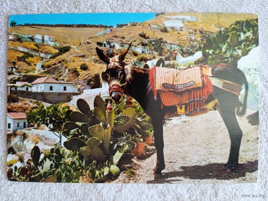 Испания. Ослик "Чумбито"