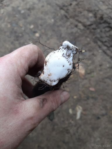 Лот по вермахту