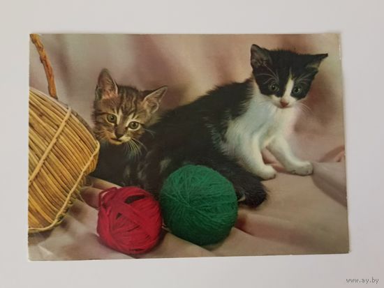 Котята и клубки шерсти