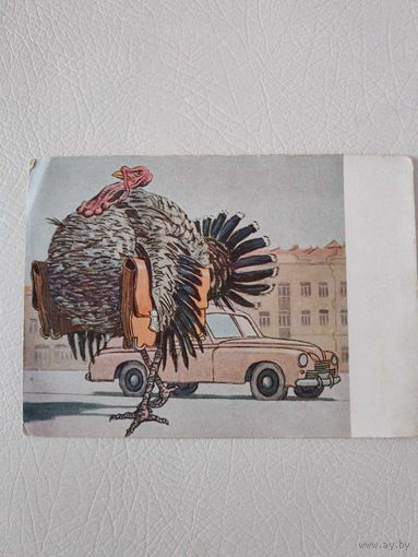Открытка "Индюк" худ. Литвиненко В. Г. Серия " Исчезающие разновидности птиц"по