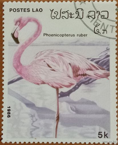 Лаос 1986. Фауна. Птицы. Phoenicopterus Ruber