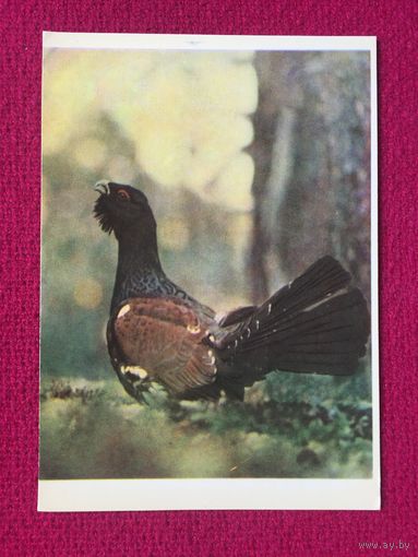 Токует глухарь. Беловежская пуща. Гиппенрейтер 1963 г. Чистая.