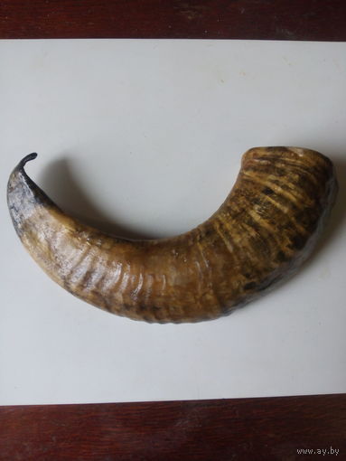 Бараний рог