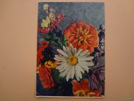 Открытка  Ромашки, циния и петуния.  1959 г.