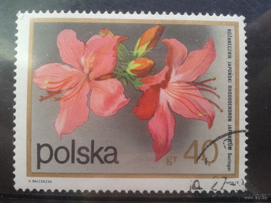 Польша 1972  Цветы