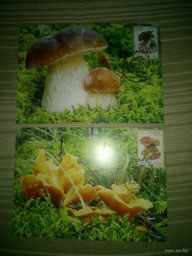 Картмаксимум БЕЛАРУСЬ 2008 г. Грибы.