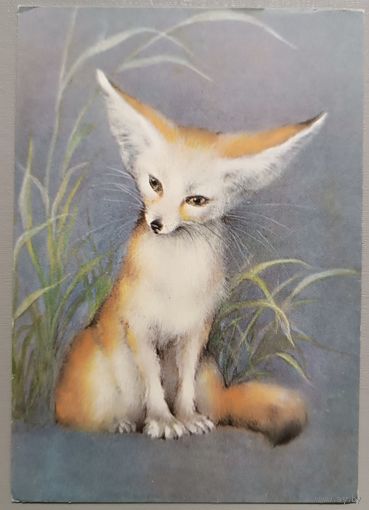 Молодое феннек. Худ. А.Исаков. Открытка матовая, 1982