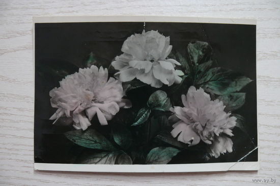 Фото Силаева, Пионы; 1957, подписана, изд. Кисловодск.