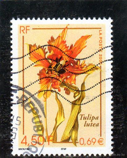 Франция. Желтый тюльпан ( Tulipa lutea ). 2000.