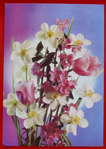 Цветы. Чистая. 1990 года. Костенко.