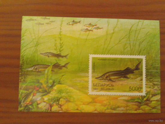 Беларусь 1997 рыбы блок