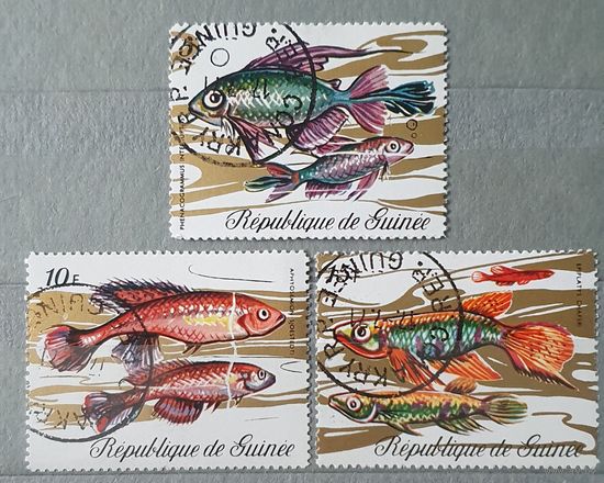 Гвинея рыбы 3шт.