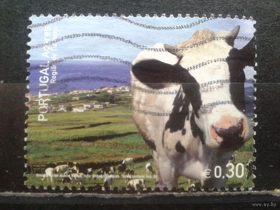 Азоры, Португалия, 2004. Корова