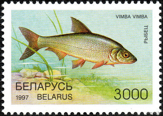 Редкие виды рыб водоемов Рыбец Беларусь 1997 год 1 марка