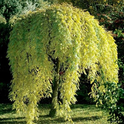 Софора японская / Акация Японская (Медонос) Саженец ЗКС 2 года