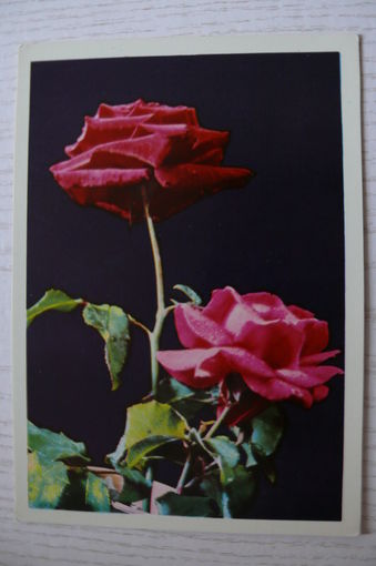 Ананьины А. и М.(фото), Розы, 1970, чистая (изд. Минск).