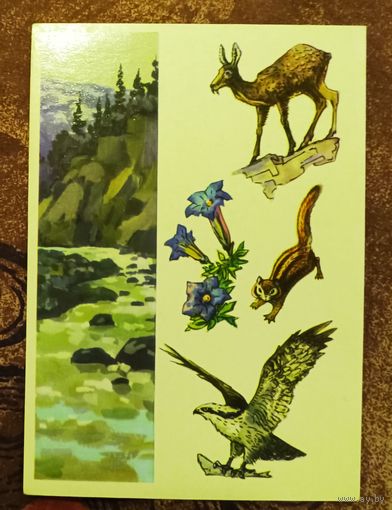 Открытка "Байкальский заповедник"