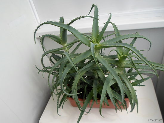 Алоэ древовидный.
