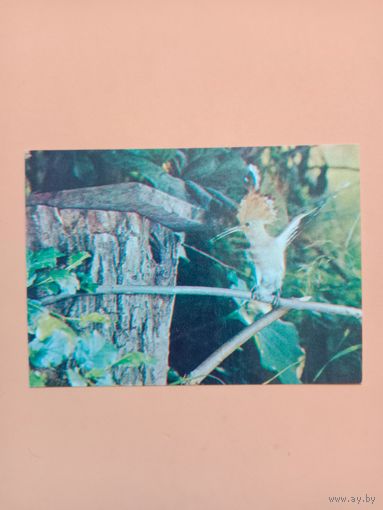 Открытка,1982