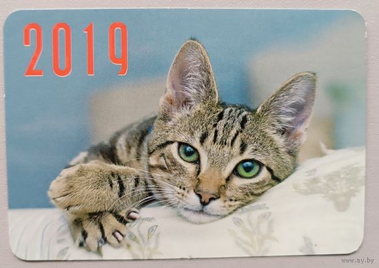 Кот. Календарик, 2019