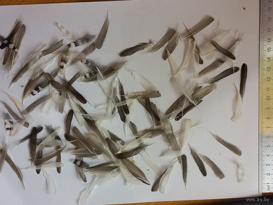 Перья птиц 100штук
