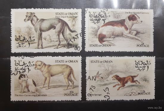 Оман. Фауна. Собаки (784)