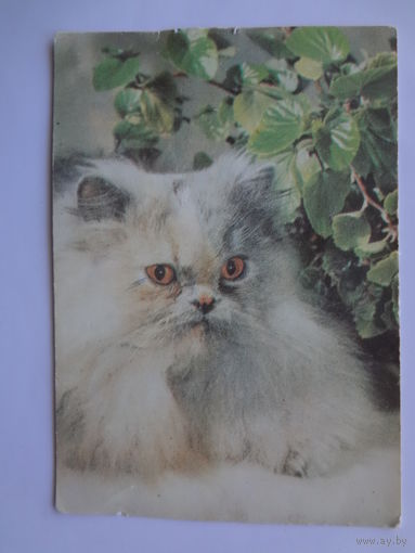 Календарик 1992 г. Кот.