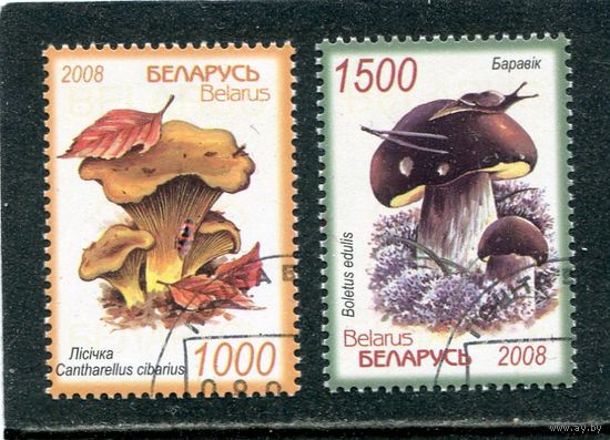 Беларусь 2008.. Грибы