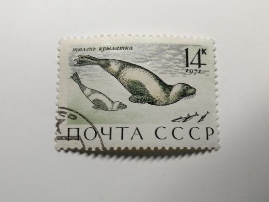 1971 СССР. Морские млекопитающие