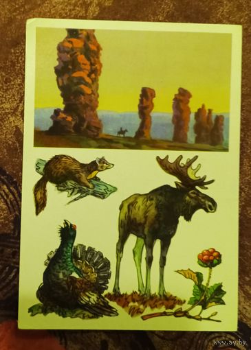 Открытка "ПЕЧОРО-Илычский заповедник"